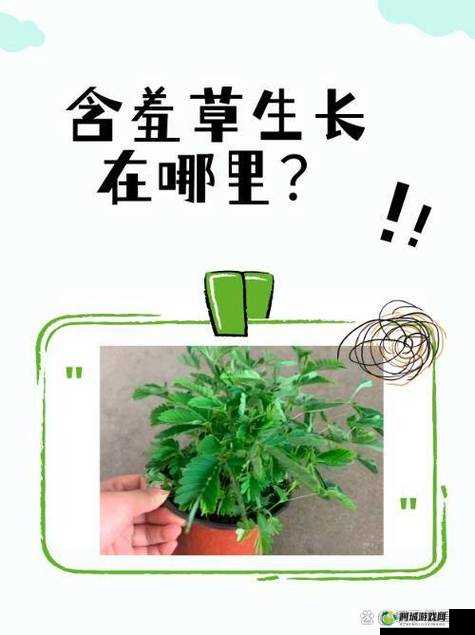 含羞草2024 隐藏路径：探秘神奇植物世界