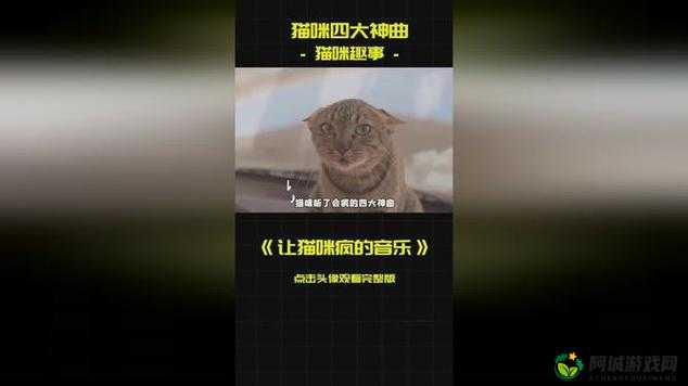 猫咪 MV 最新：一场猫咪的视觉盛宴