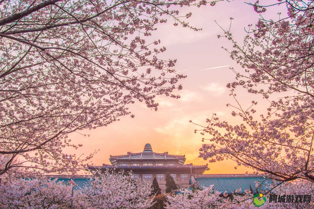 病勤楼栋 1-6 樱花：春日里的绚烂风景